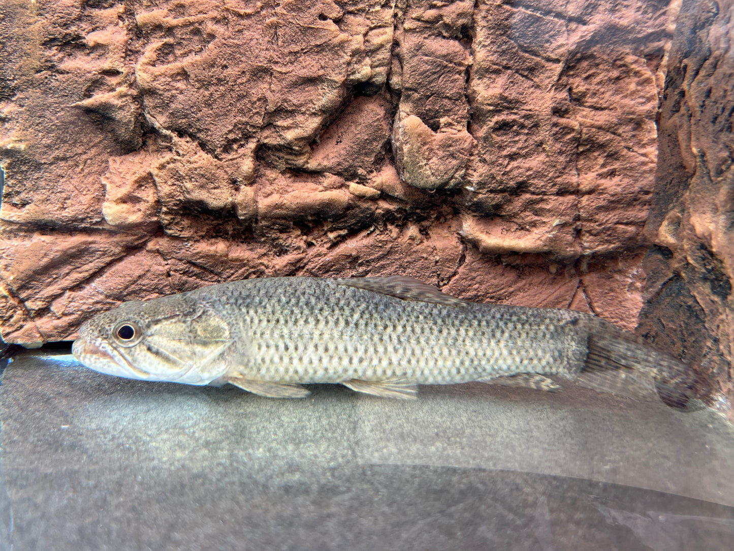 Wolf Fish (Hoplias malabaricus)