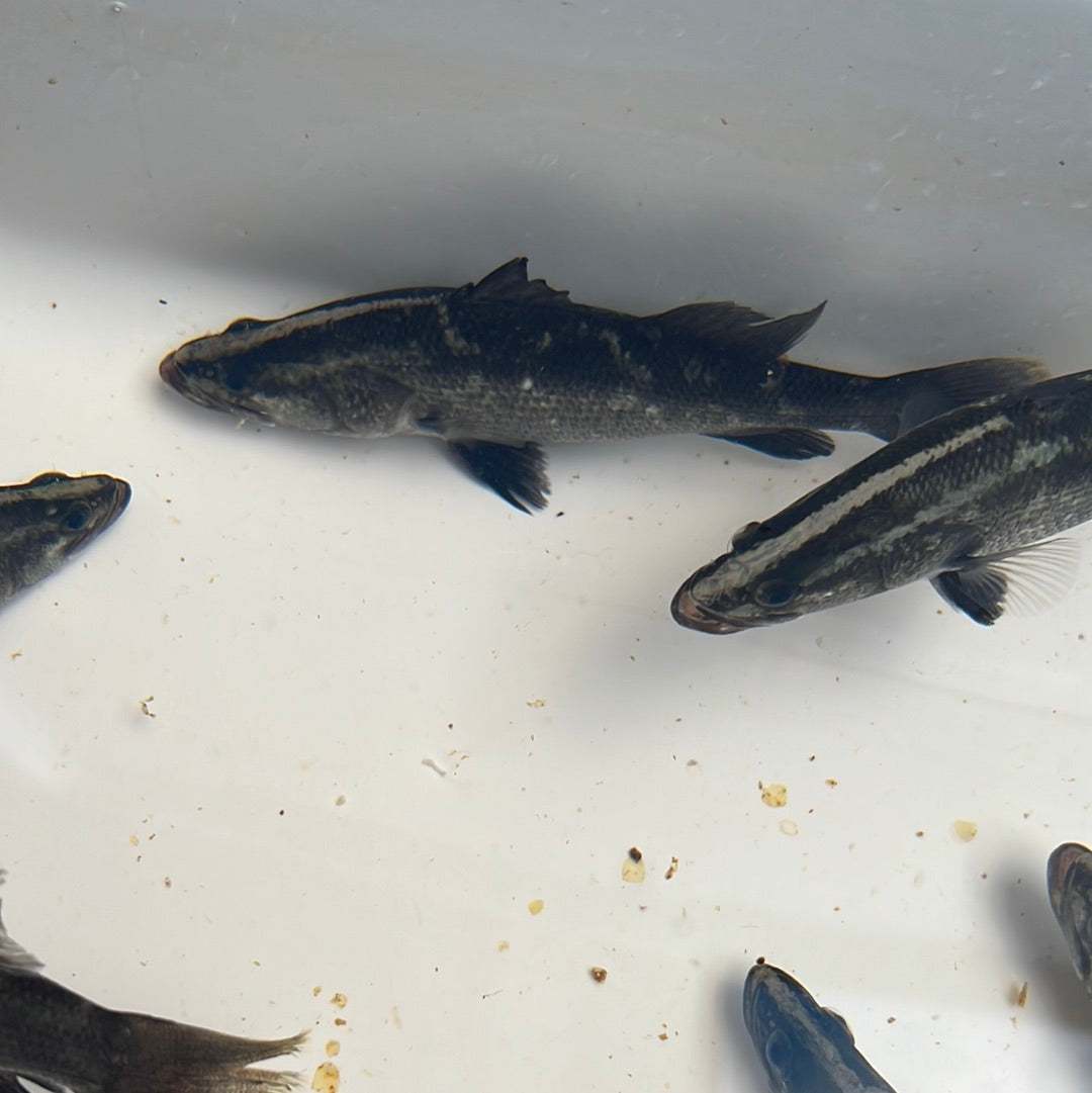 Barramundi (Lates calcarifer)