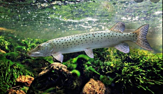 Spotted Muskie (Esox masquinongy)