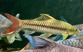 Red-tailed Golden Mahseer (Tor yingjiangensis)