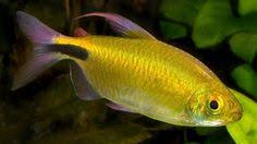 African Aleste Longfin Tetra (Brycinus longipinnis)