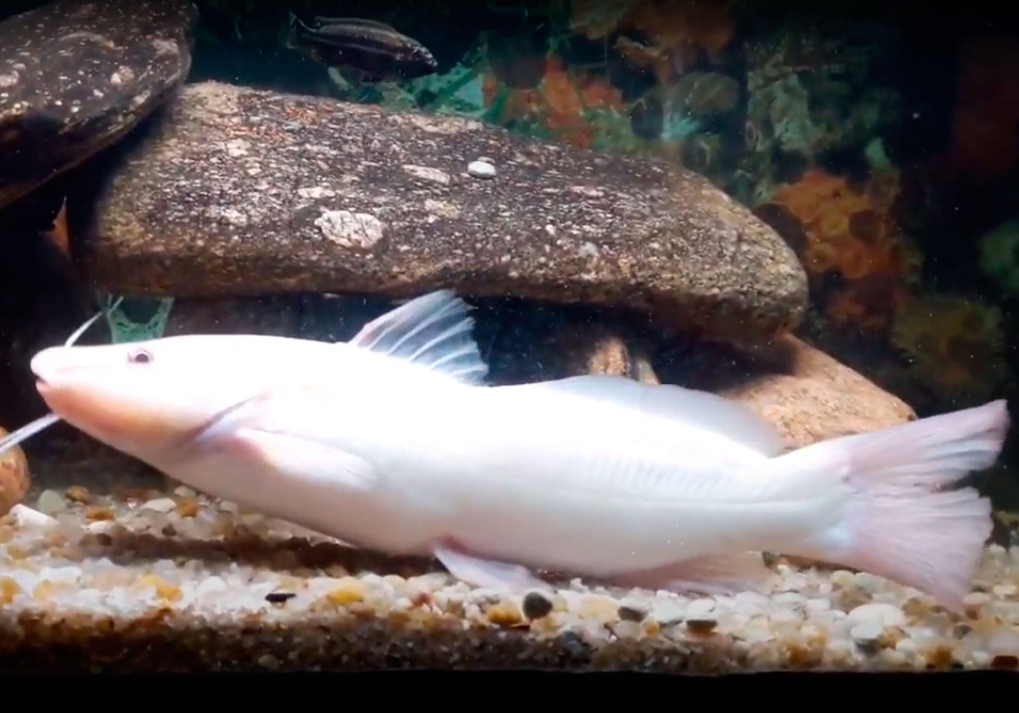 Albino Bagre Catfish (Rhamdia quelen)