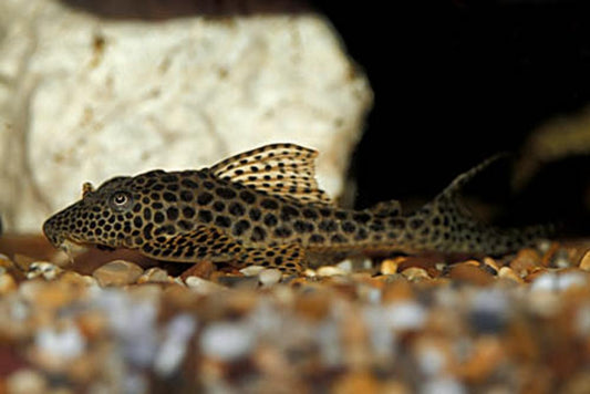 L050 Spotted Humpbacked Pleco (Hypostomus cochilodon)