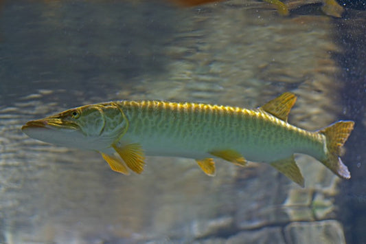 Barred Muskie (Esox masquinongy)