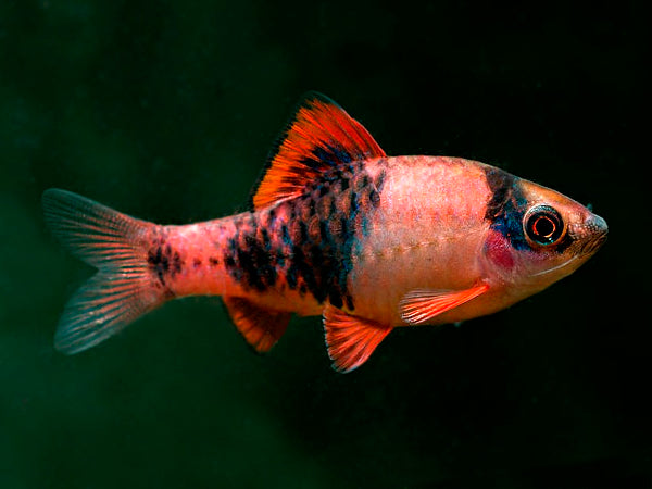 Red Panda Barb (Haludaria fasciata)