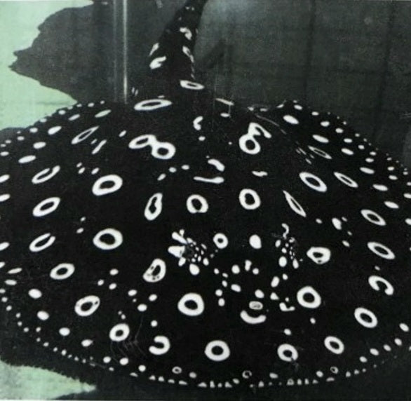 Eclipse Black Diamond Stingray (Potamotrygon leopoldi)