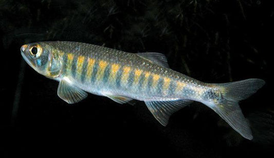 African Trout Minnow (Raiamas senegalensis)