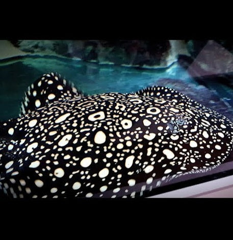 Thousand Island Black Diamond Stingray (Potamotrygon leopoldi)