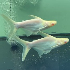Short Body Albino Iridescent Shark (Pangasius hypophthalmus)