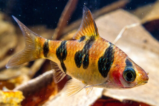 Snakeskin Barb (Desmopuntius rhomboocellatus)