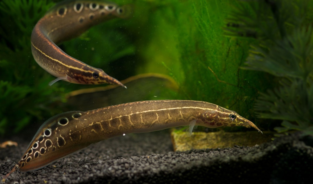 Lesser Spiny Eel (Macrognathus aculeatus)