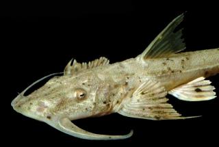 Suchus Goonch Catfish (Bagarius suchus)