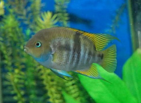 T-Bar Cichlid (Amatitlania sajica)
