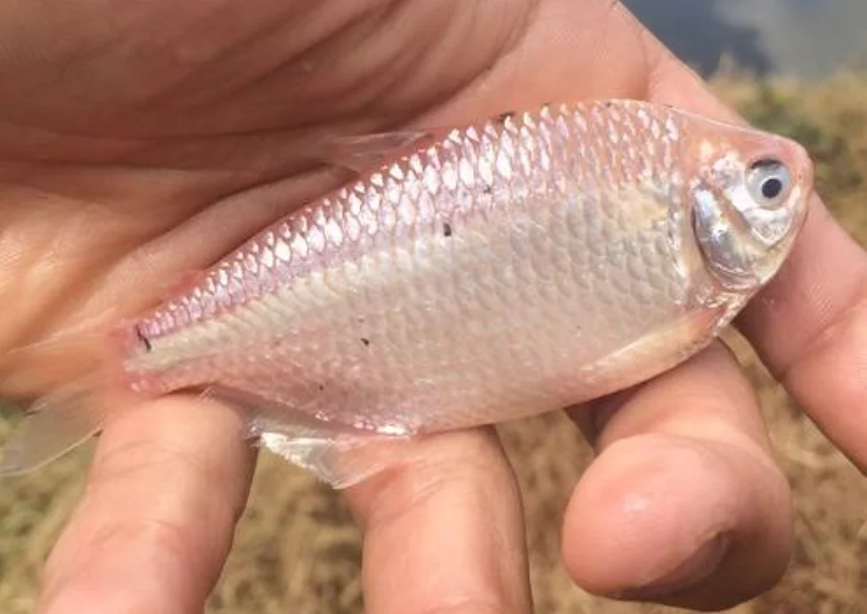 Leucistic Two Spot Tetra (Astyanax bimaculatus)