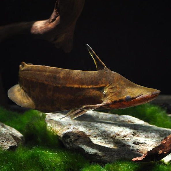 Wallacei Shoehead Catfish (Tetranematichthys wallacei)