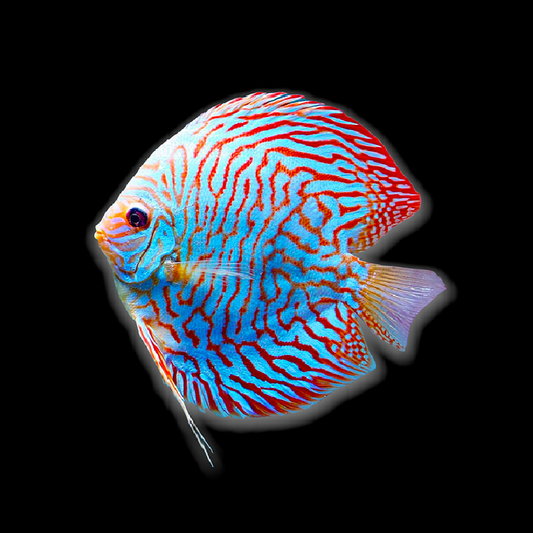 Tiger Turquoise Discus (Symphysodon aequifasciatus)