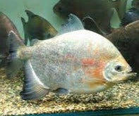 Red and Black Sailfin Pacu (Tometes siderocarajensis)