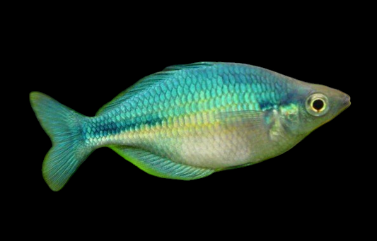 Blue Turquoise Rainbow (Melanotaenia lacustris)