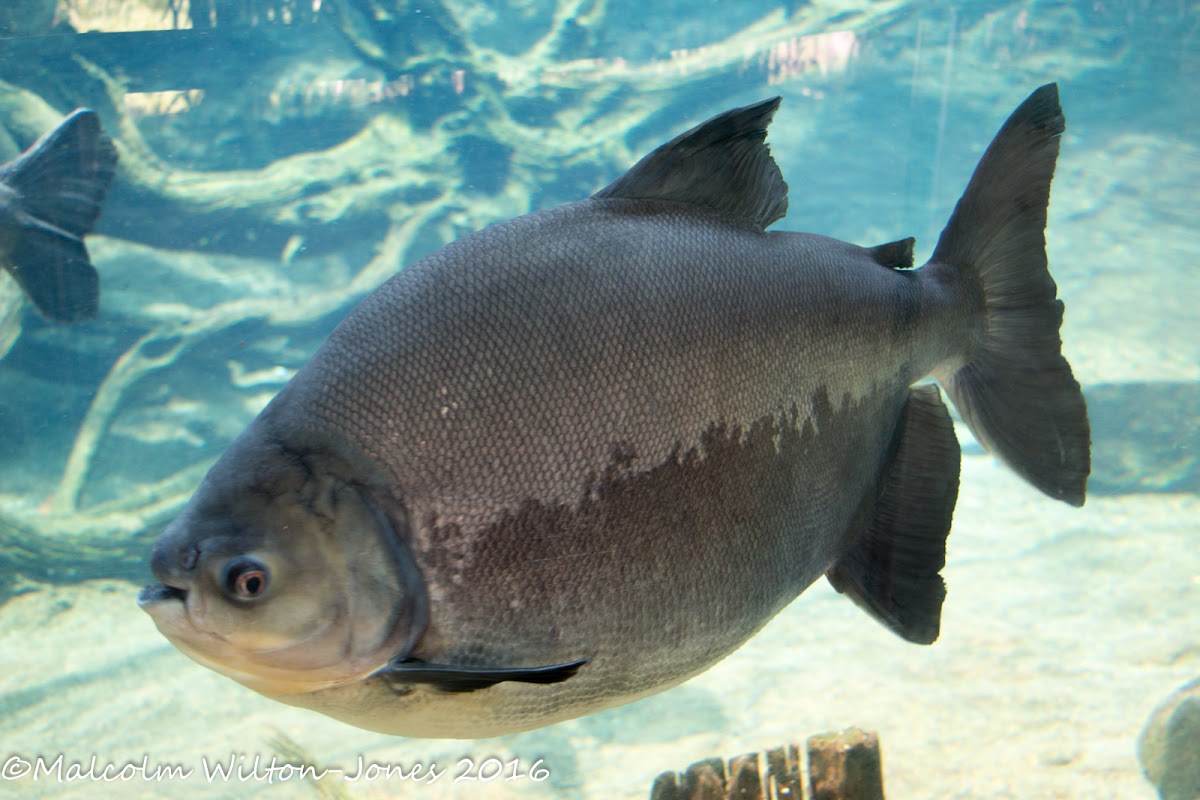 Black Pacu (Colossoma macropomum)