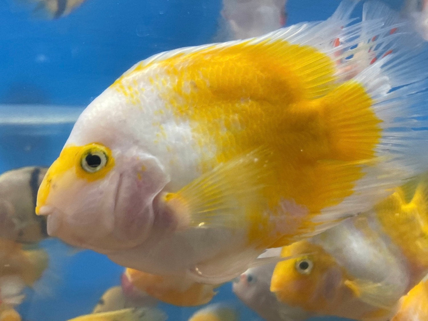 Golden / Yellow and White Parrot Cichlid (Cichlasoma sp)