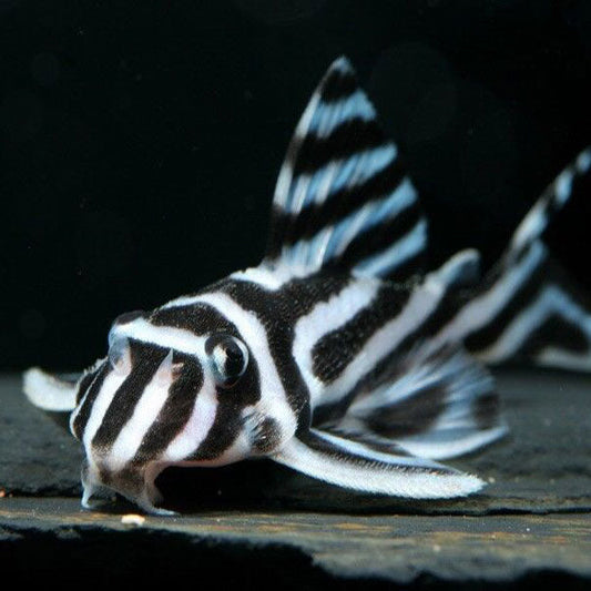 L046 Zebra Pleco (Hypancistrus zebra)